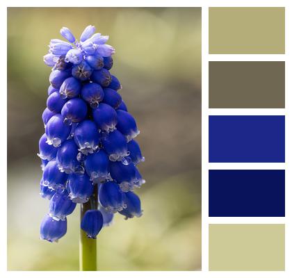 Flowers Grape Hyacinth Plant Image